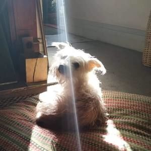 Meet your Posher, Bessie